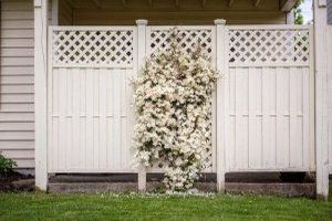 Sichtschutz im eigenen Garten: Bauliche und pflanzliche Varianten im Vergleich - Bild: Tracy Adams / Unsplash Sichtschutz im eigenen Garten: Bauliche und pflanzliche Varianten im Vergleich - Bild: Tracy Adams / Unsplash